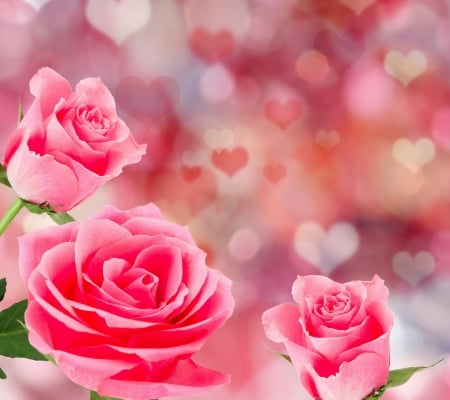 Pink Roses - hearts, flowers, roses, pink