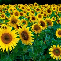 Sunflowers