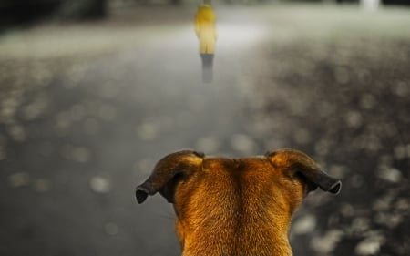 Please don't leave me... :( - loneliness, sorrow, love, feelings, dog, man, dogs, head