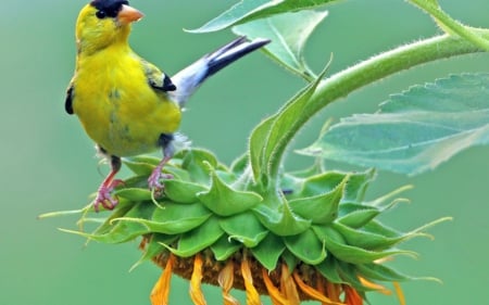 • '♫ ' • - songbird, bird, one, birds, sunflower, nature, animals