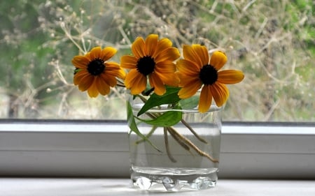 * Sunny window * - flower, sunny, flowers, window, nature