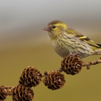 Bird on branch