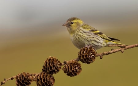 Bird on branch