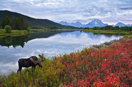 * Beautiful view * - flowers, lake, nature, animals