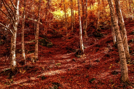 * Forest * - trees, forest, nature, autumn