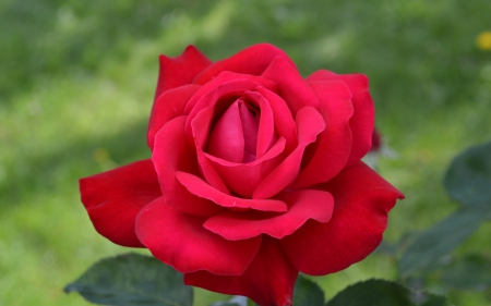 Rose - one, rose, love, red