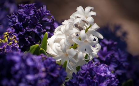 Flowers - flowers, white, purple, nature