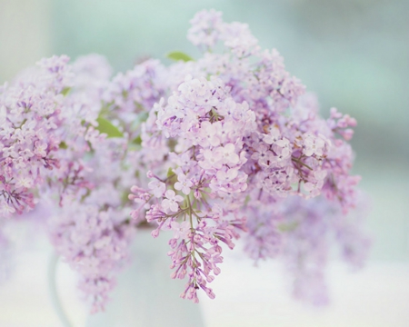 Beautiful Flowers - flowers, petals, pink, cup