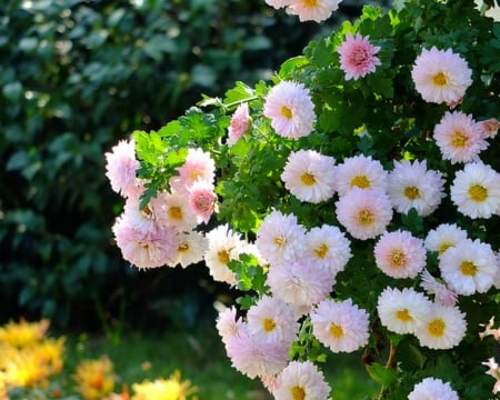 Beautiful Flowers - flowers, garden, petals, nature