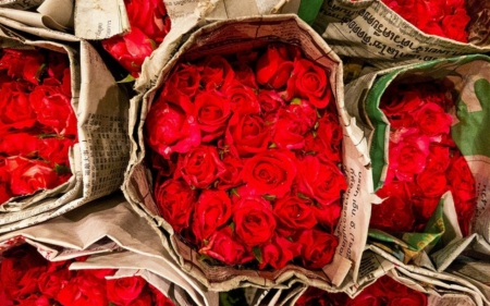 Red Roses - flowers, red, roses, petals