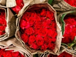 Red Roses