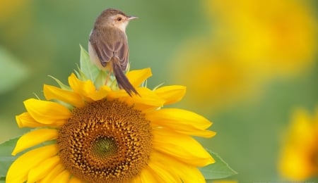 Cute Little Bird - flower, little, bird, sunflower