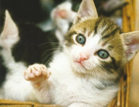 Cat - feline, paws, cute, cat