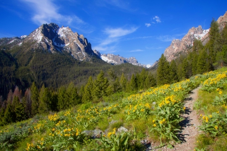 Mountain wildflowers - slope, sky, landscape, mountain, hills, trees, summer, path, lovely, spring, rocks, nature, beautiful, wildflowers