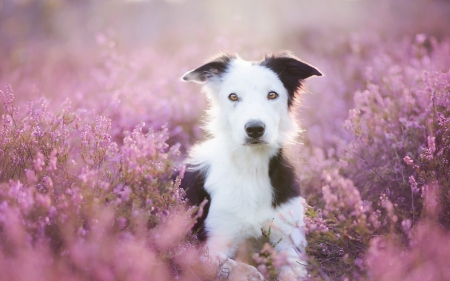 Dog - white, animal, summer, dog, field, puppy, flower, pink