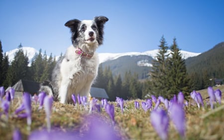 Dog - white, animal, purple, summer, australian shepherd, dog, field, flower