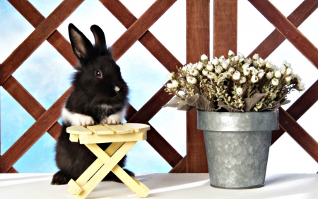 Little bunny - flower, pot, animal, cute, black, spring, easter, rabbit, bunny, deco