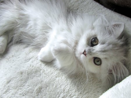 Sweet kitten - white, cat, animal, sweet, cute, kitten