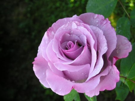 Beautiful roses - beauty, beautiful roses, roses, water drops, wet, flowers