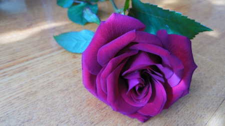 * Purple Rose * - flowers, flower, nature, rose