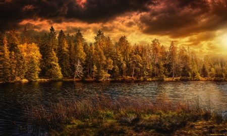 * Forest reflection * - trees, nature, lake, forest, dark, sky