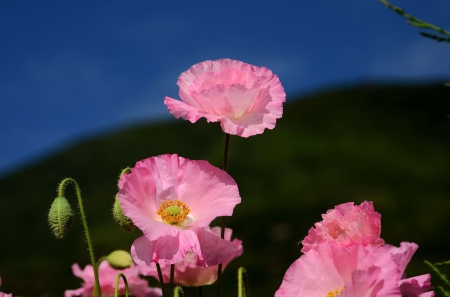 * Simple beauty * - flowers, flower, nature, pink