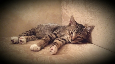 Petie Wheatstraw - tabby, striped, kitten, cat