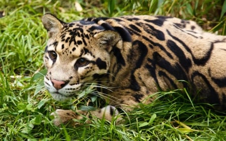 clouded leopard - feline, leopard, clouded, cat