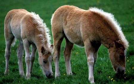 time to graze - paddock, graze, grass, horse