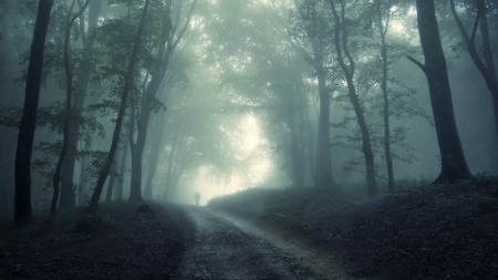 Walk Alone - forest, walk, man, misty