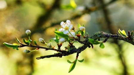 Springtime - spring, branch, flower, nature