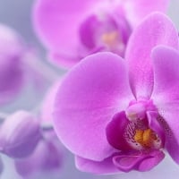 Pink Orchids