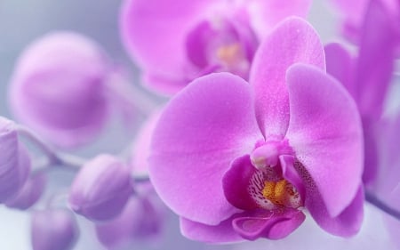 Pink Orchids - flowers, nature, beautiful, orchids, colors, lovely, pink, love four seasons