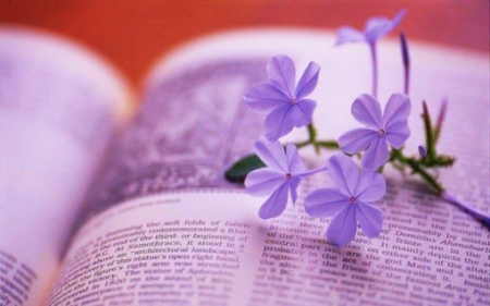 Beautiful Flowers - flowers, page, purple, book