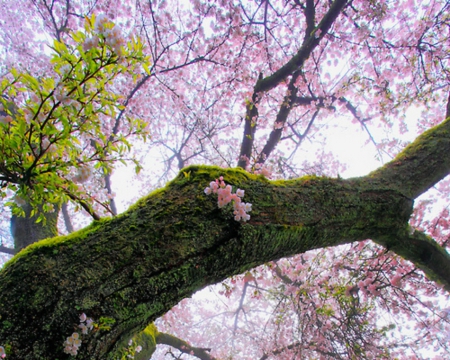 Cherry Blossoms - trunk, flowers, tree, cherry blossoms