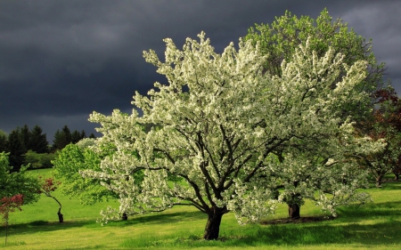 White Blossoming Tree against Dark Sky - nature, sky, trees, dark, clouds, orchards, white blossoms