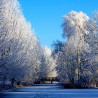 Snow-Covered Trees