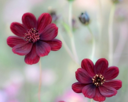 Fantasy Girl - nature, flowers, petals, red