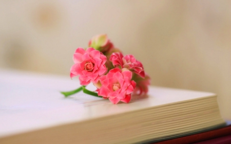 Still Life - flowers, still life, book, petals