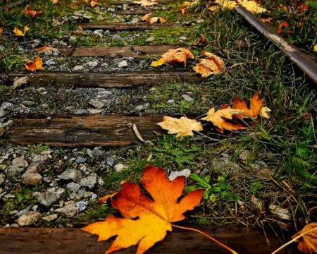 Autumn Leaves - leaves, railway, autumn, stones