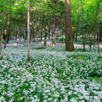 Flowers in the Forest