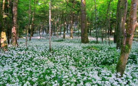 Flowers in the Forest - flowers, forests, carpet, white flowers, nature, forest carpet, flower carpet