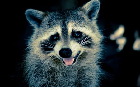 Raccoon - mood, pink, happy, black, smile, white, animal, raccoonface, tongue