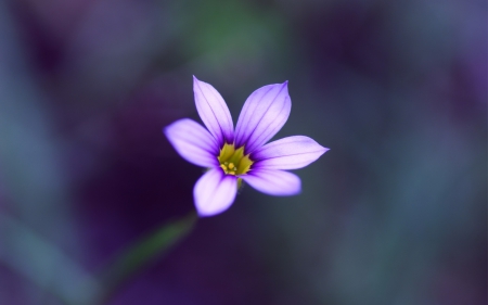 Lovely Color - one, beautiful, flower, purple