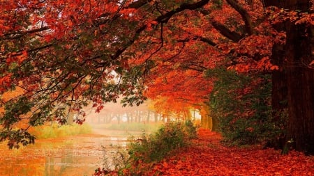 Red Trees - fall, leaf, trees, nature, autumn