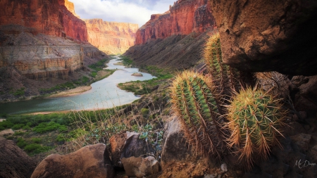 Barrel Cactus - river, scenery, Colorado, cactus, plant, foliage, rocks, canyon