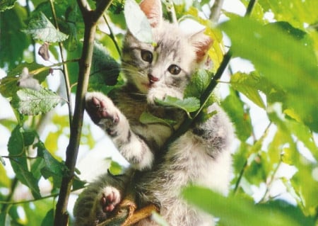 Kitten - paws, cat, feline, tree, cute, kitten