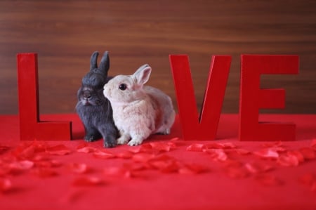 * Love...* - animal, valentines, bunnies, day, happy, animals