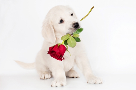 â™¥ - animals, rose, photo, puppy, retriever, dog