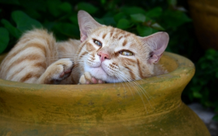 Striped Redheaded Cat in a Pot - Cute, Animals, Kittens, Cats, Red Striped, Pots